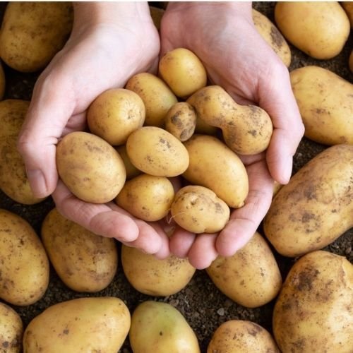 Potato