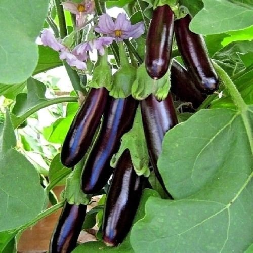 Brinjal