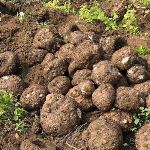 Elephant Foot Yam